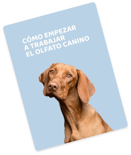 Cómo empezar a trabajar el olfato Noé Montoya