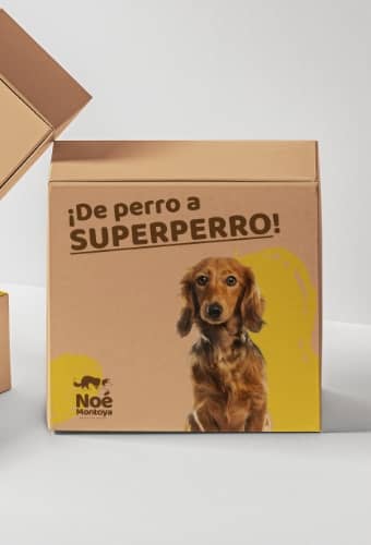 Noé Montoya - Curso "De perro a super perro"