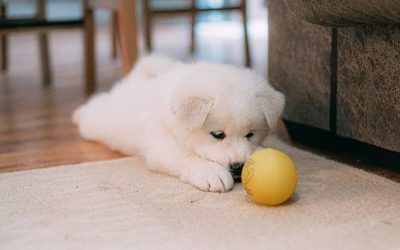 La llegada del cachorro a casa