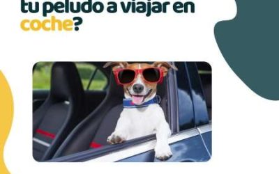 Cómo acostumbrar a un perro a viajar en coche