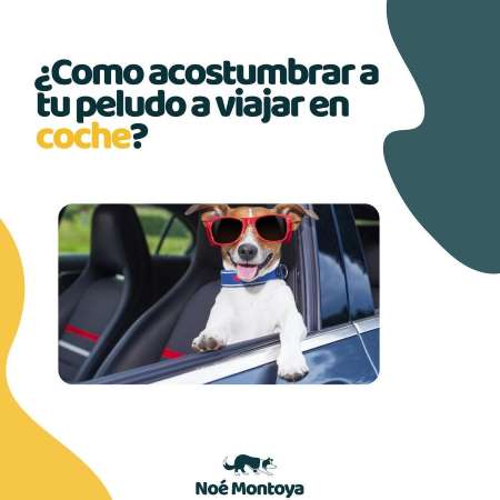 acostumbrar a tu peludo a viajar en coche