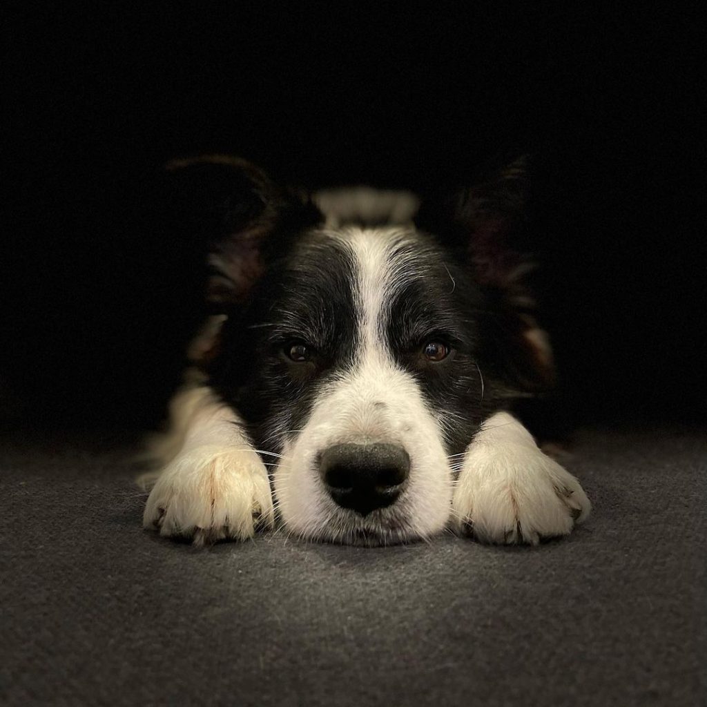 adiestrador canino barcelona