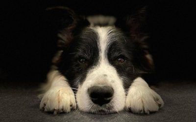 Adiestrador canino en Barcelona