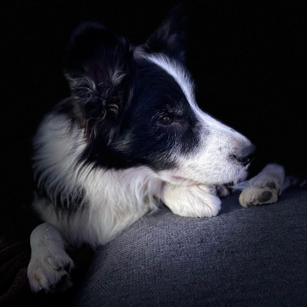 adiestrador canino barcelona