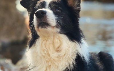 Un perro es un contrato