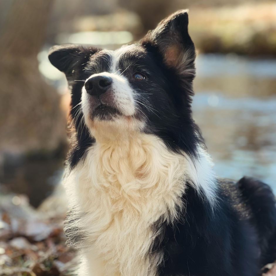 un perro es un contrato