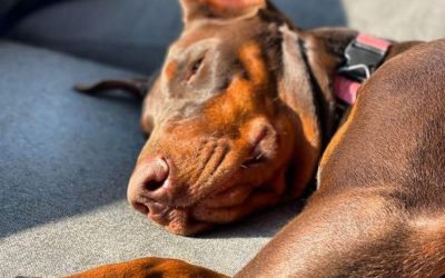 Consejos para cuidar la salud de tu perro