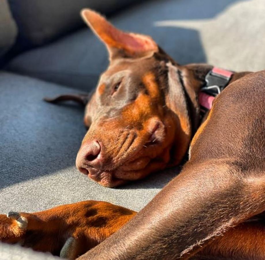 la salud de tu perro con noe montoya