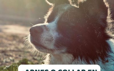 ¿Arnés o collar?