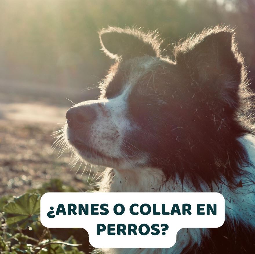 arnes o collar