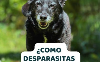 ¿Cómo desparasitar a mi perro?