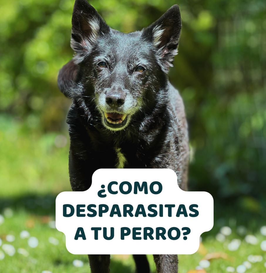 como desparasitar a mi perro